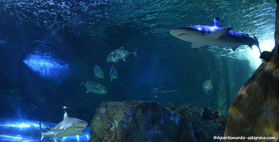 Sea Life Benalmadena